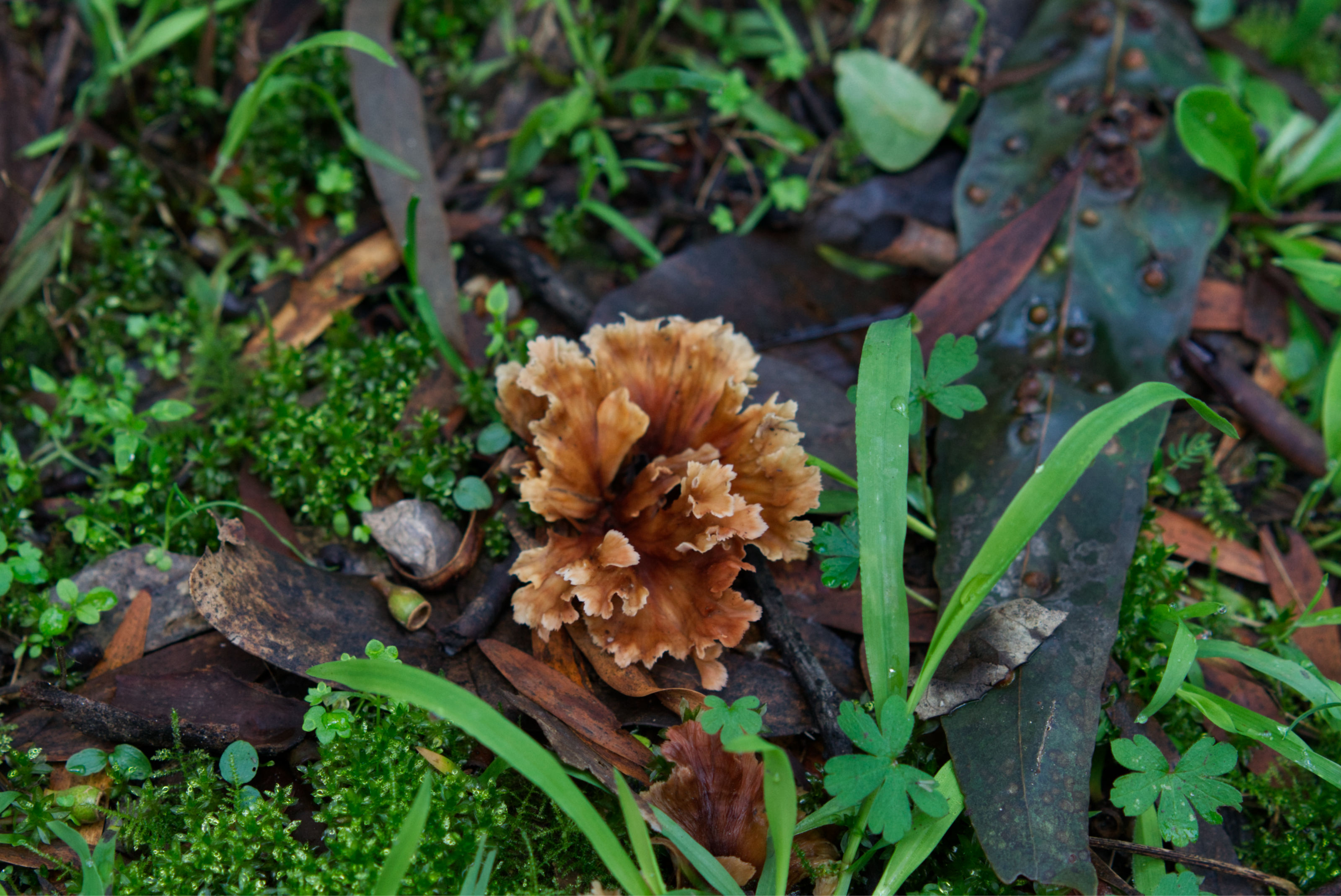 Fungus blooming