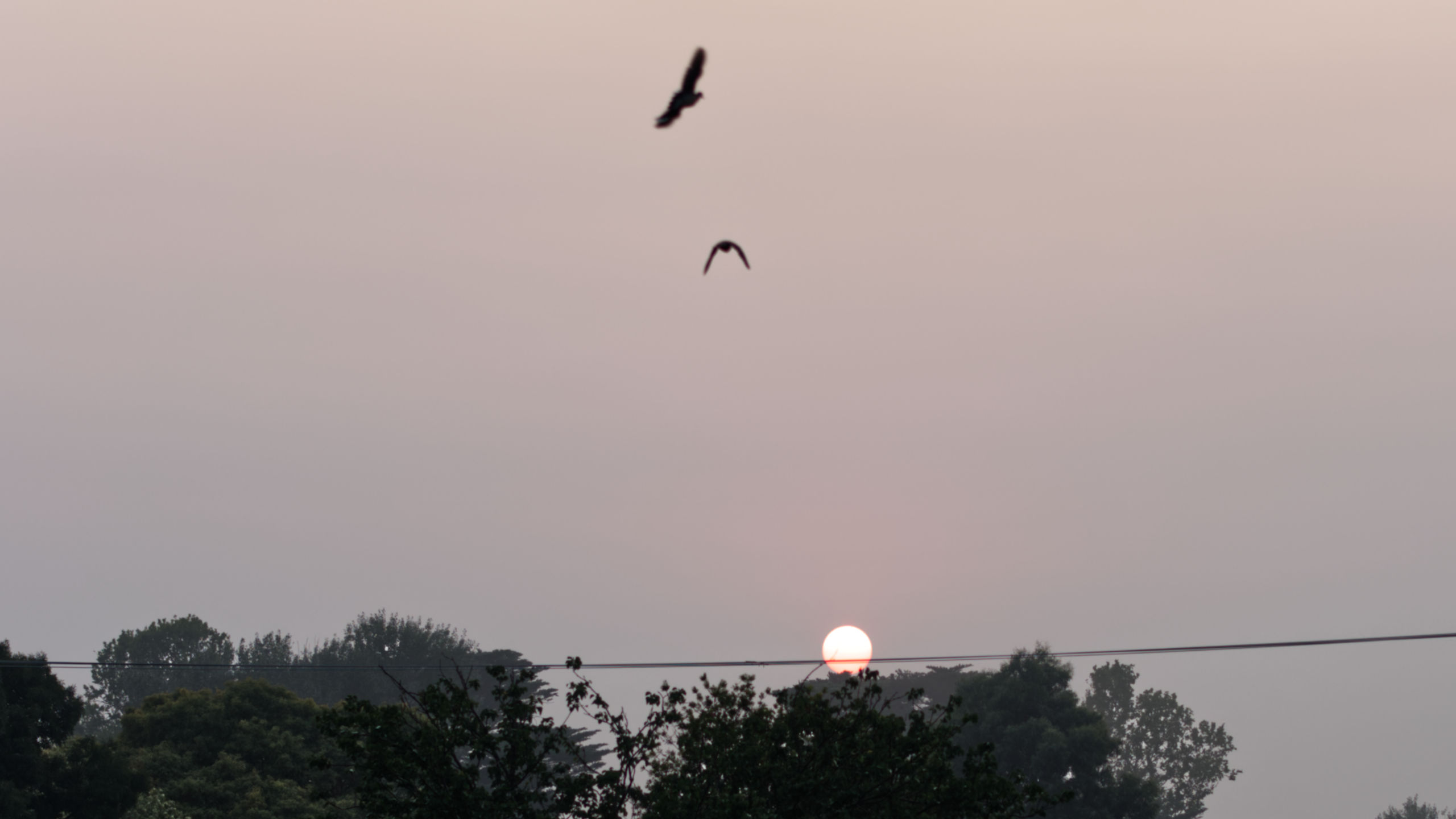 Birds flying past a red sun