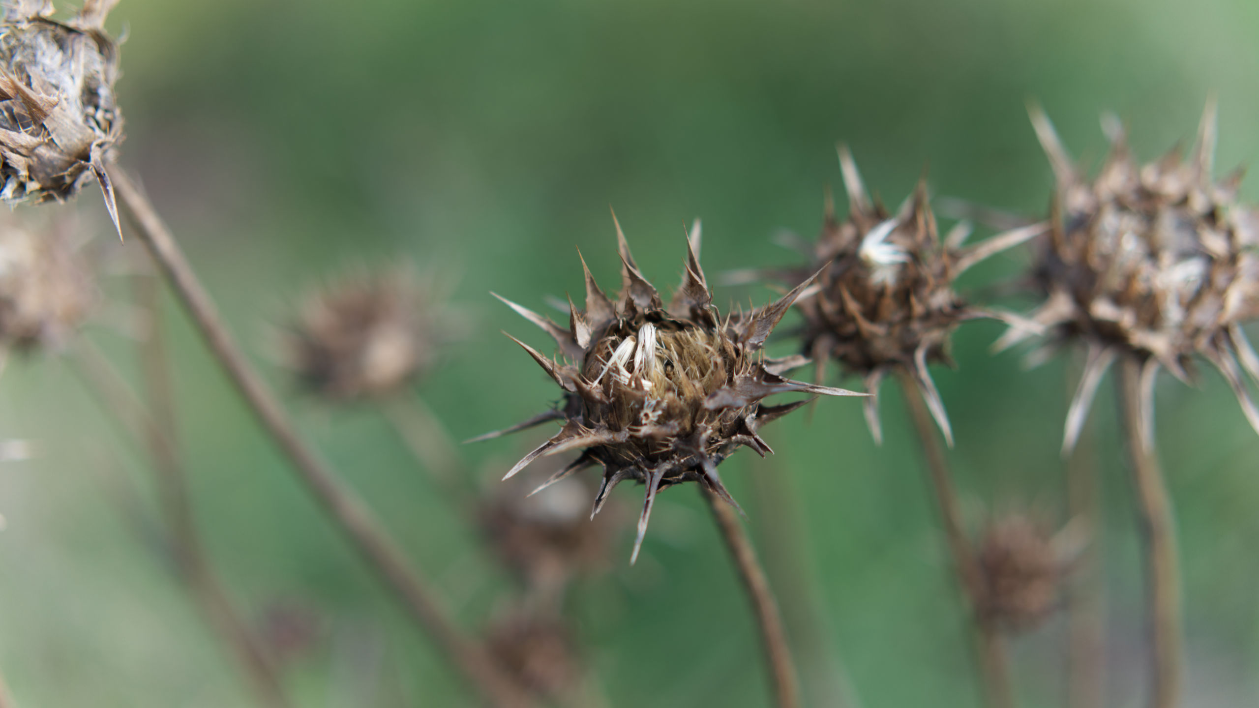 Thistle heads on the trail