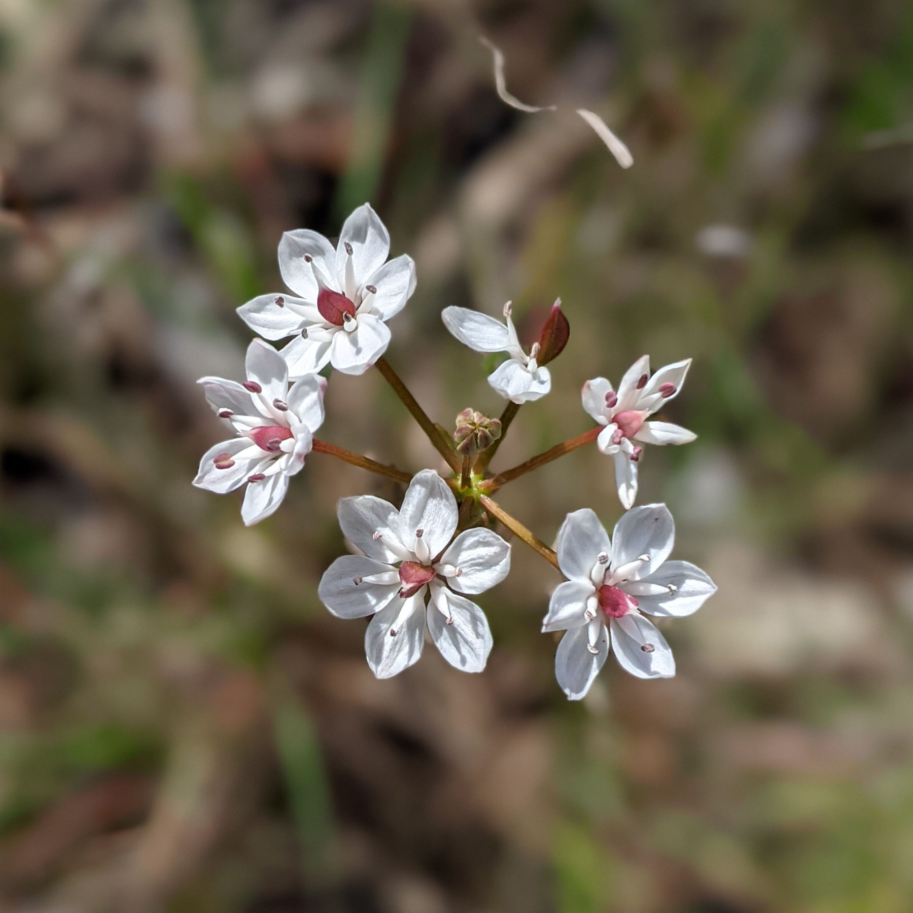 Milkmaids (burchardia umbellata)