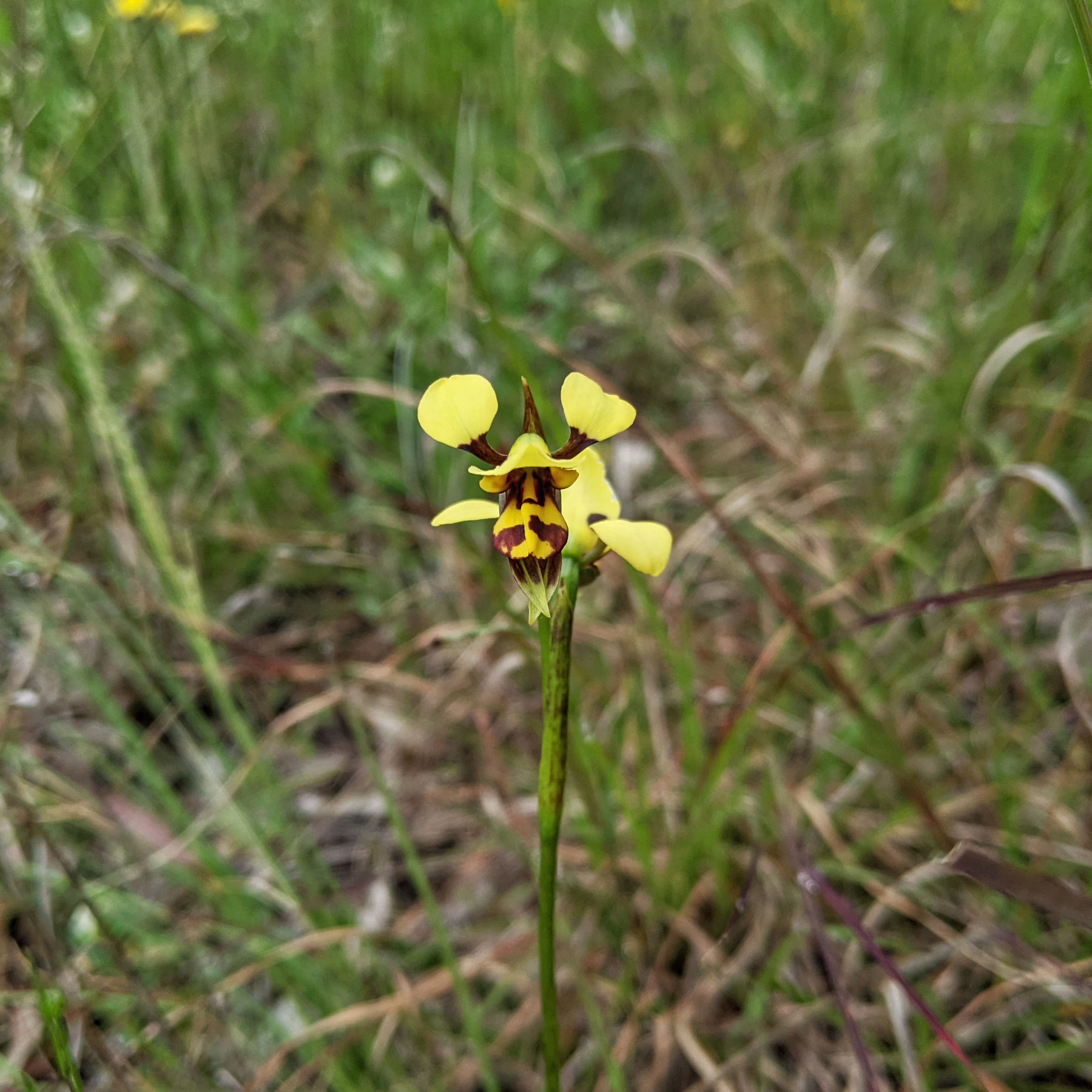 Tiger Orchid (diuris sulphurea)