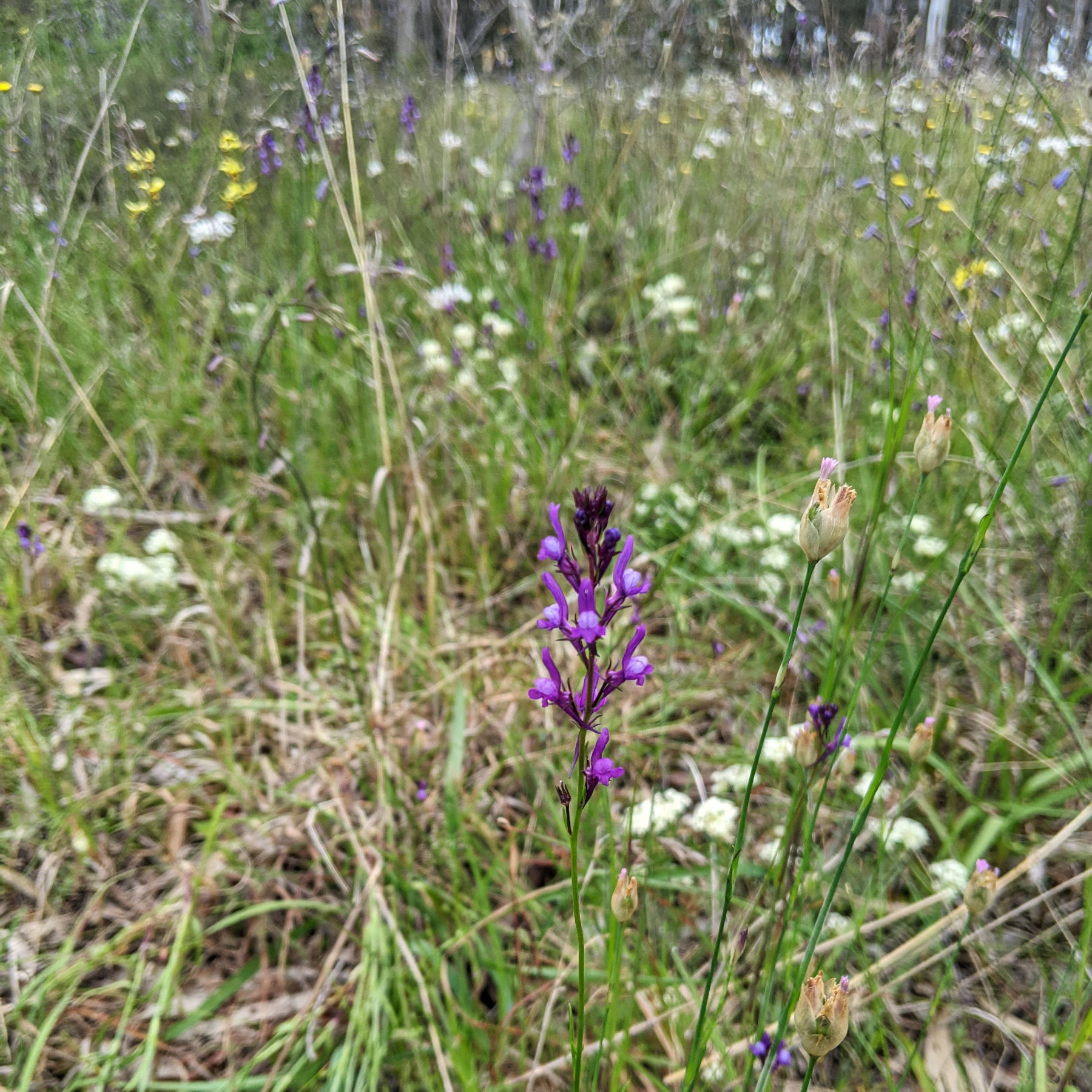 Pelisser's Toadflax (linaria-pelisseriana)